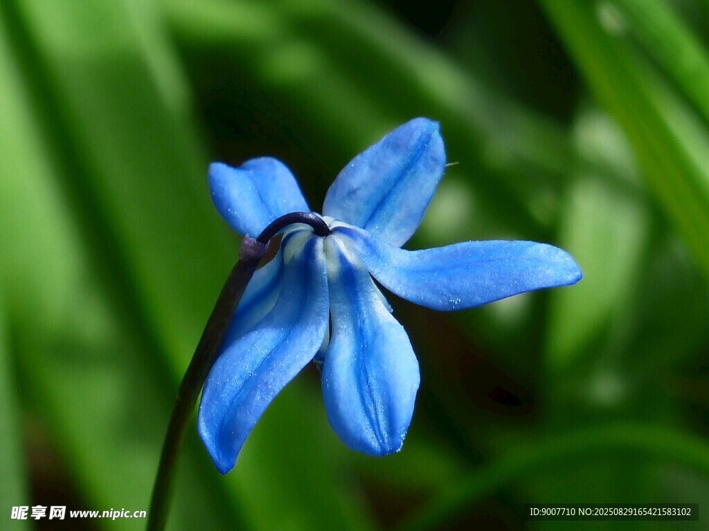 蓝色小花绽放于绿叶间