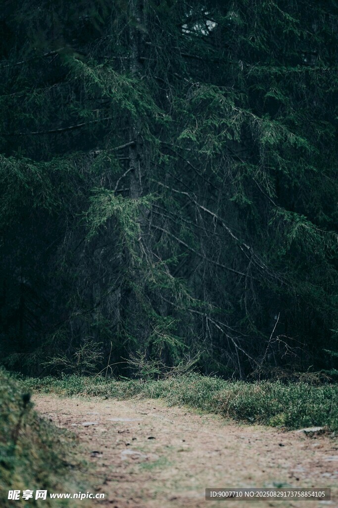 林间幽静小路