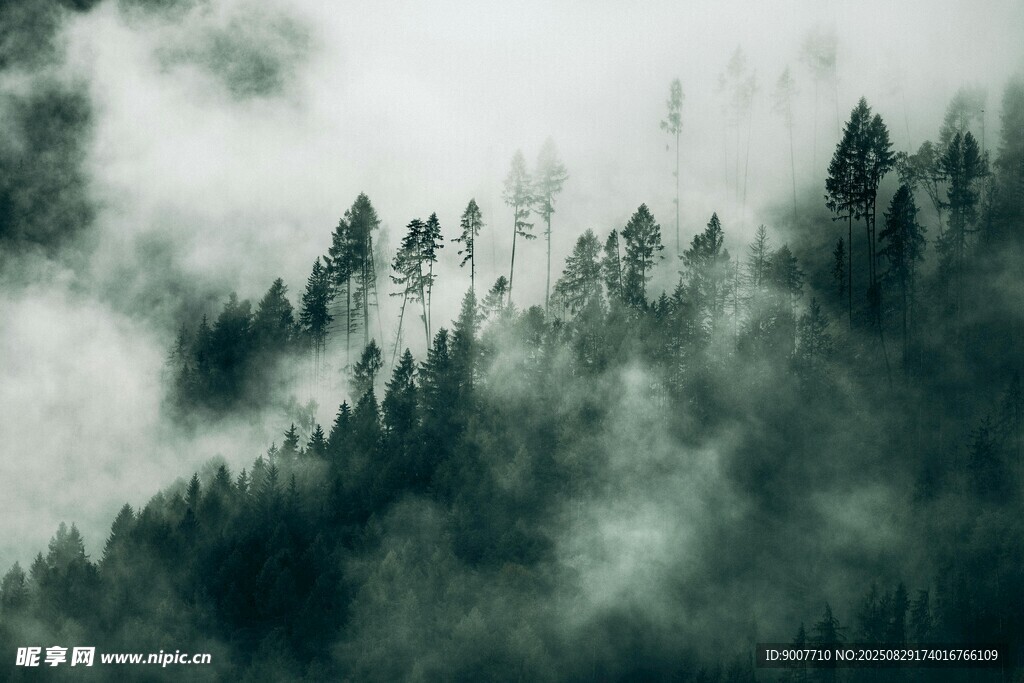 云雾缭绕的山林美景