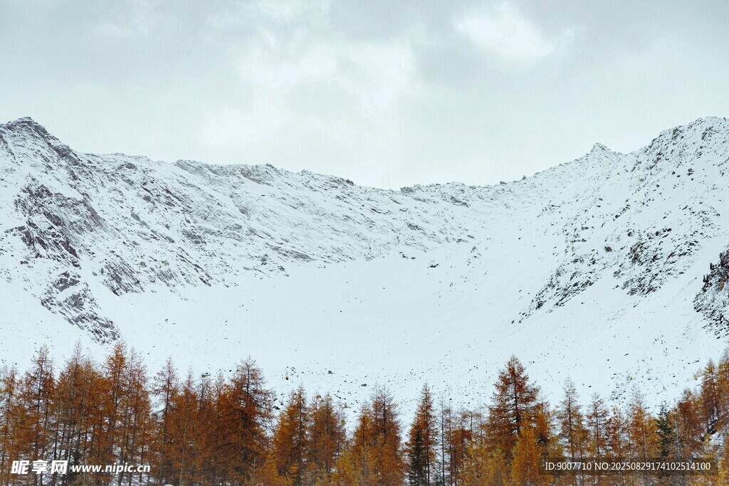 雪山下的金黄树林美景