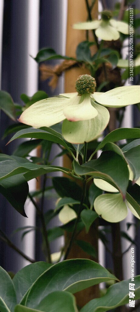 优雅白掌盆栽植物展示