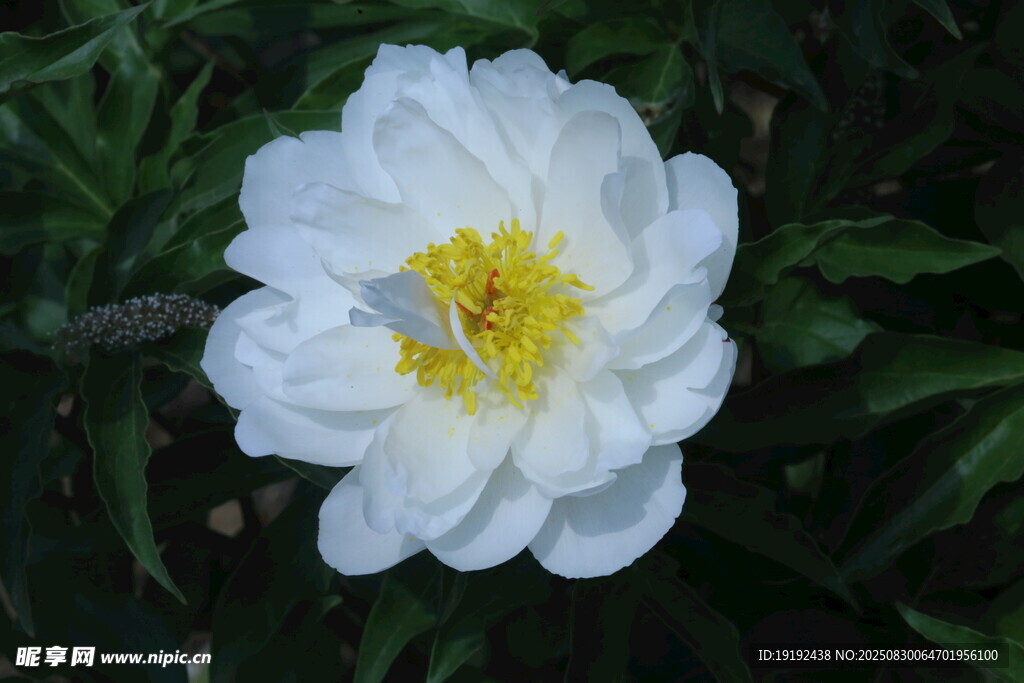 芍药花 