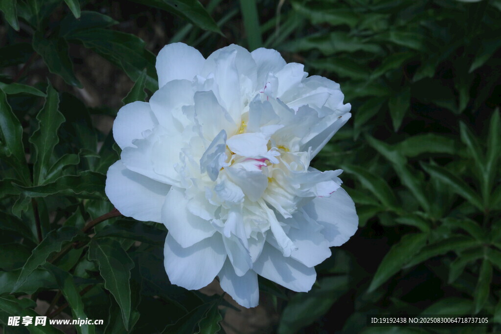 芍药花  