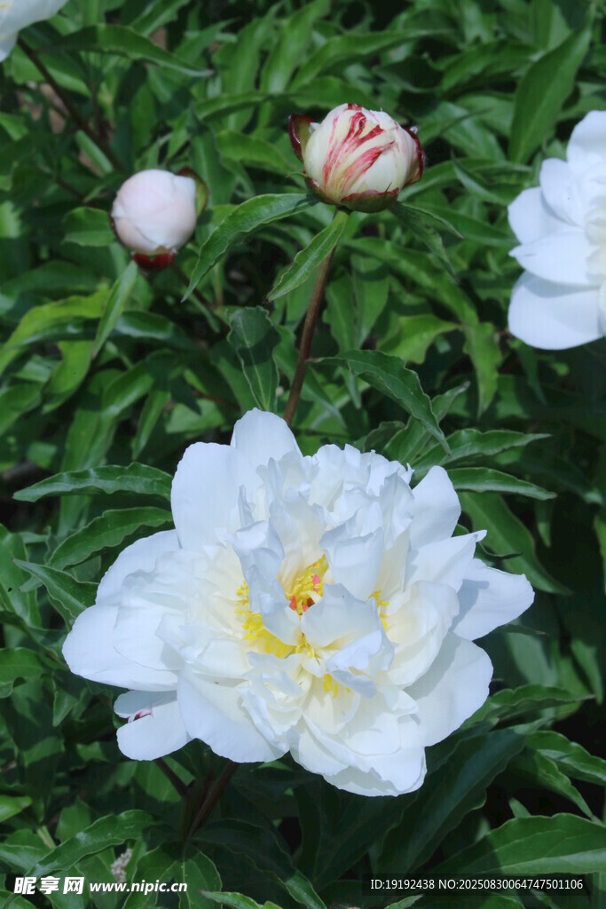 芍药花 