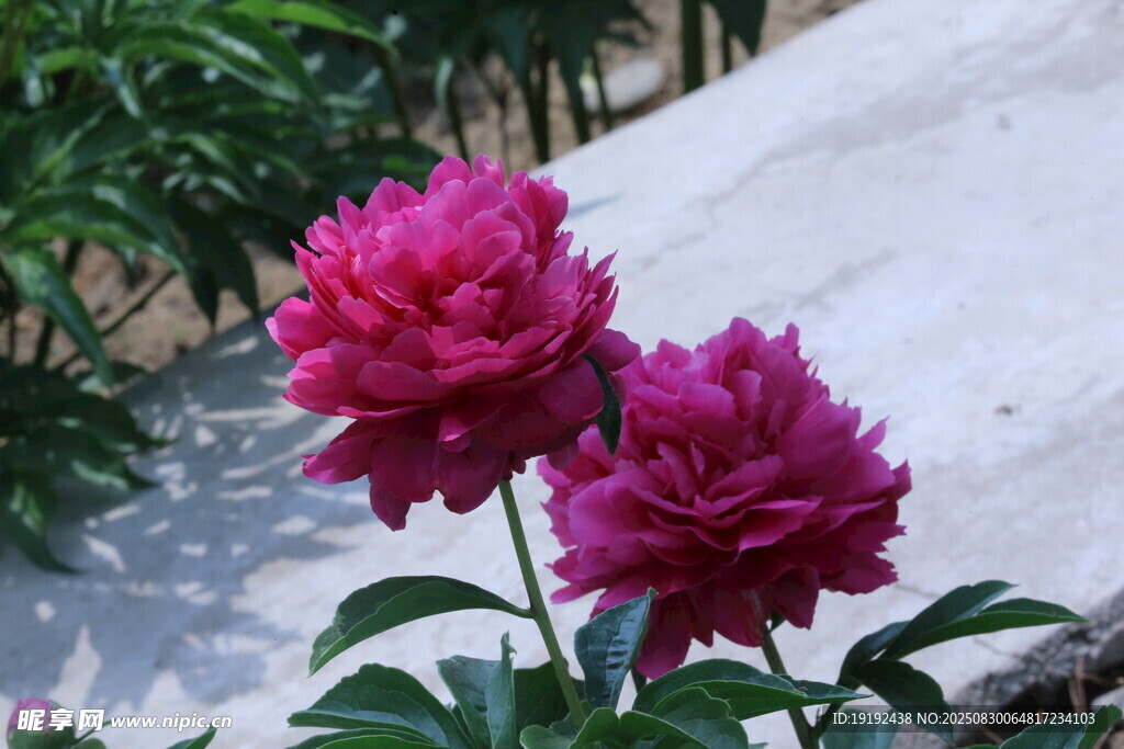 芍药花