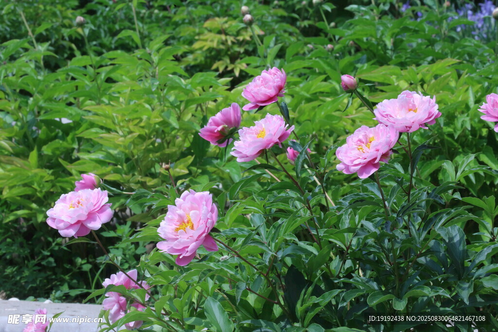 芍药花 