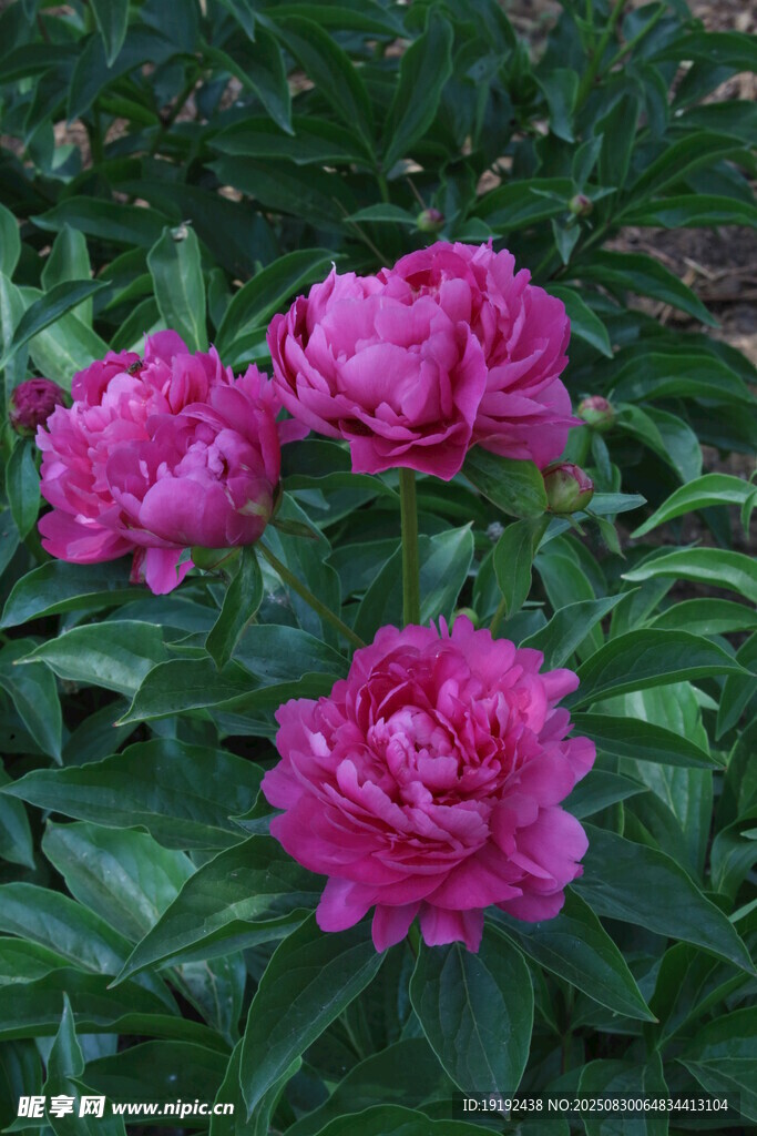 芍药花 