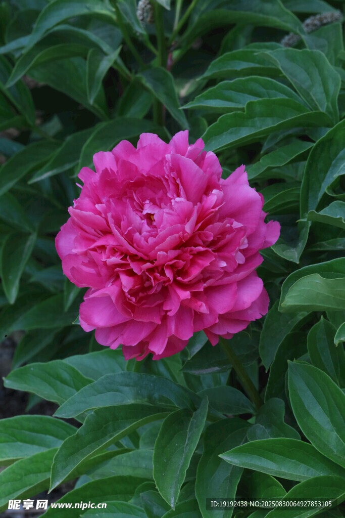 芍药花  