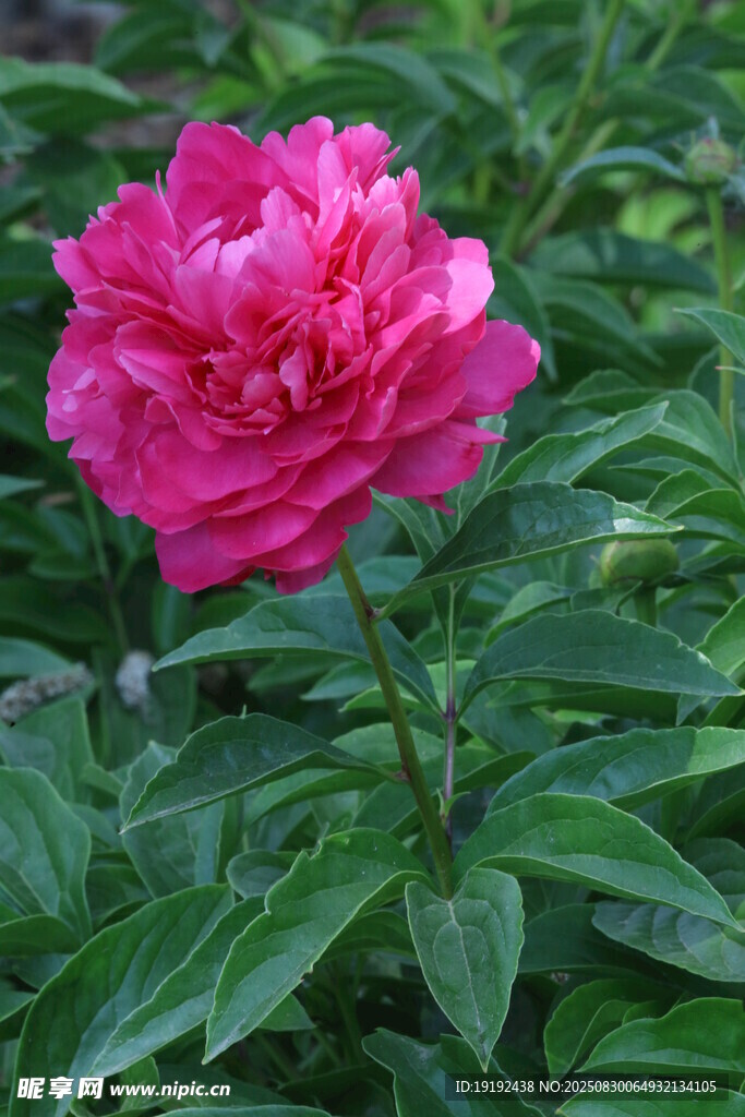 芍药花  