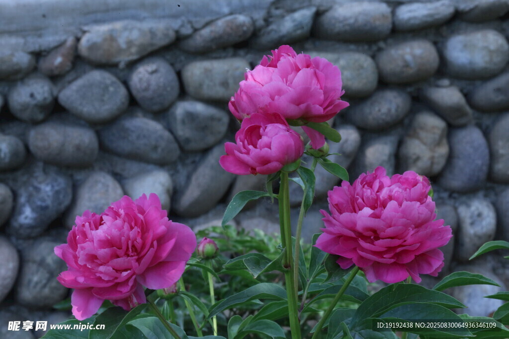 芍药花 