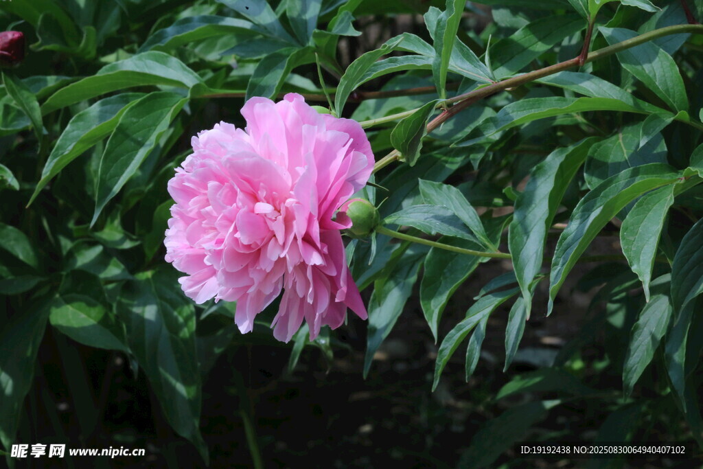 芍药花 
