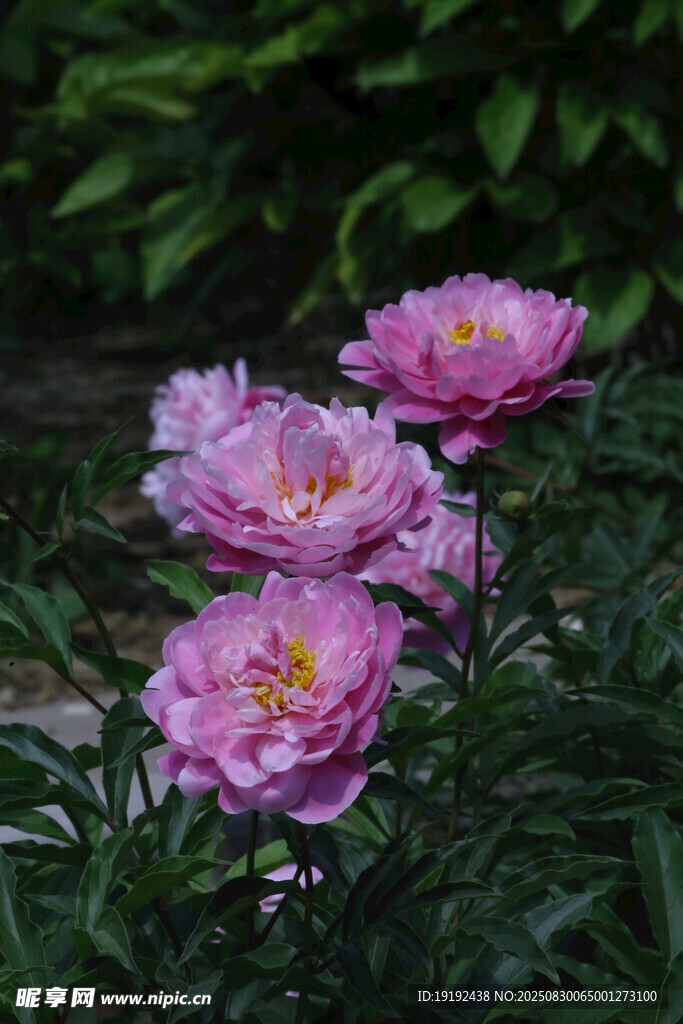 芍药花  