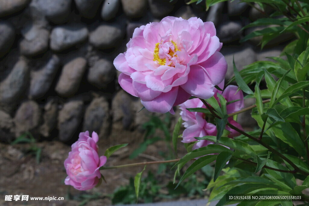 芍药花  