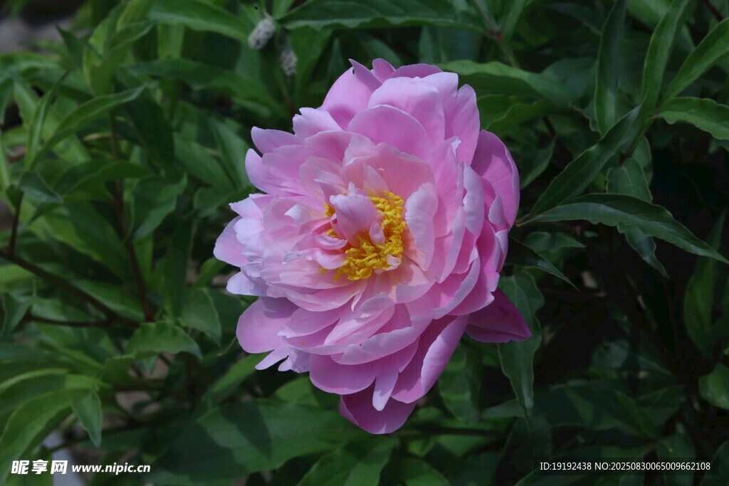 芍药花  