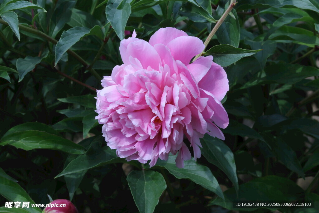 芍药花   