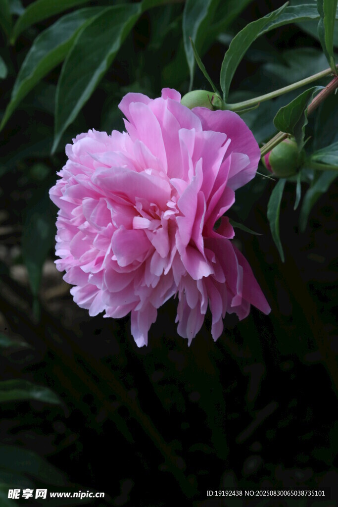 芍药花  