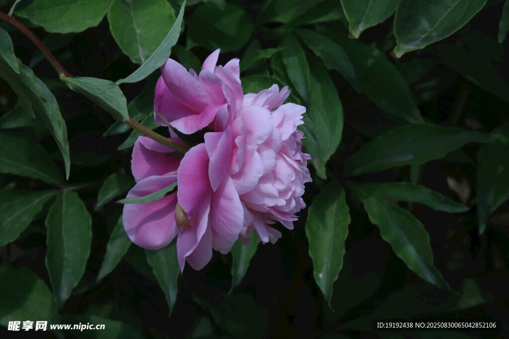 芍药花  