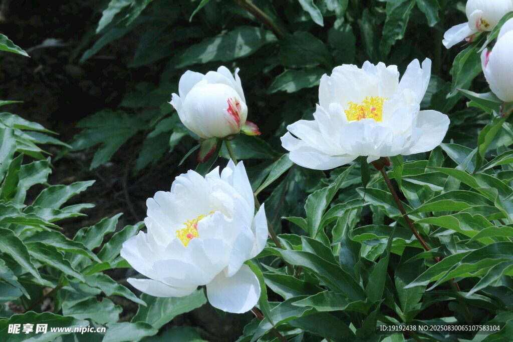 芍药花