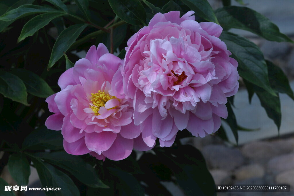 芍药花
