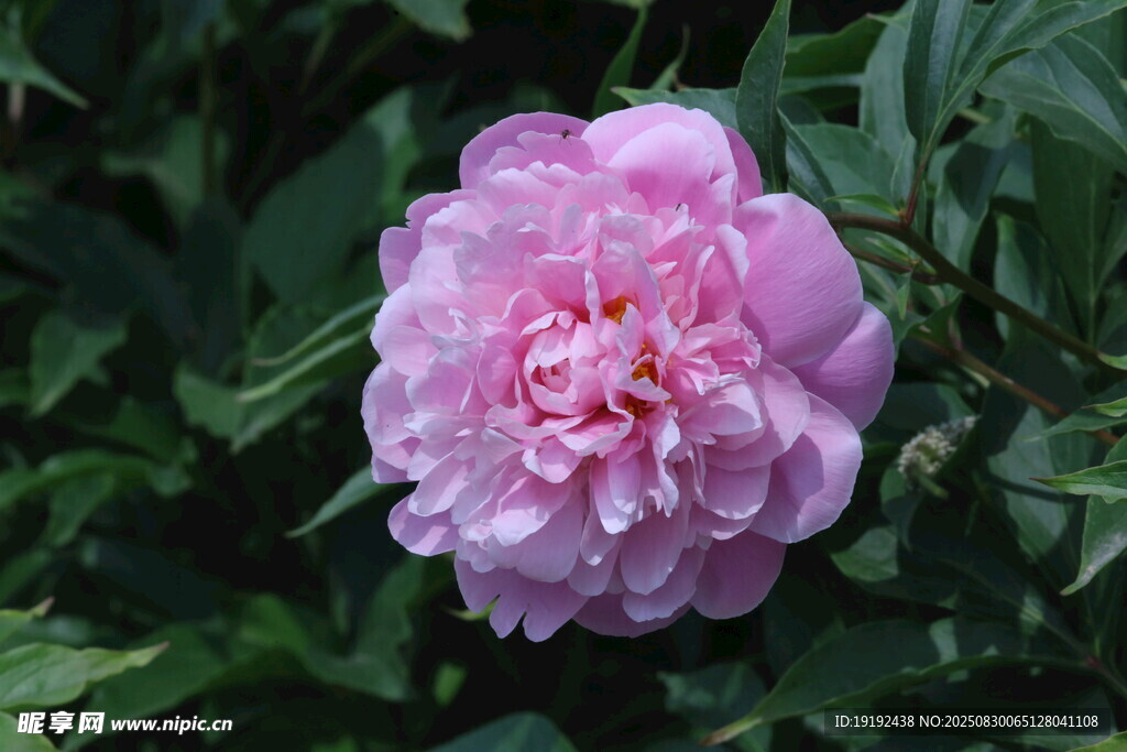 芍药花 
