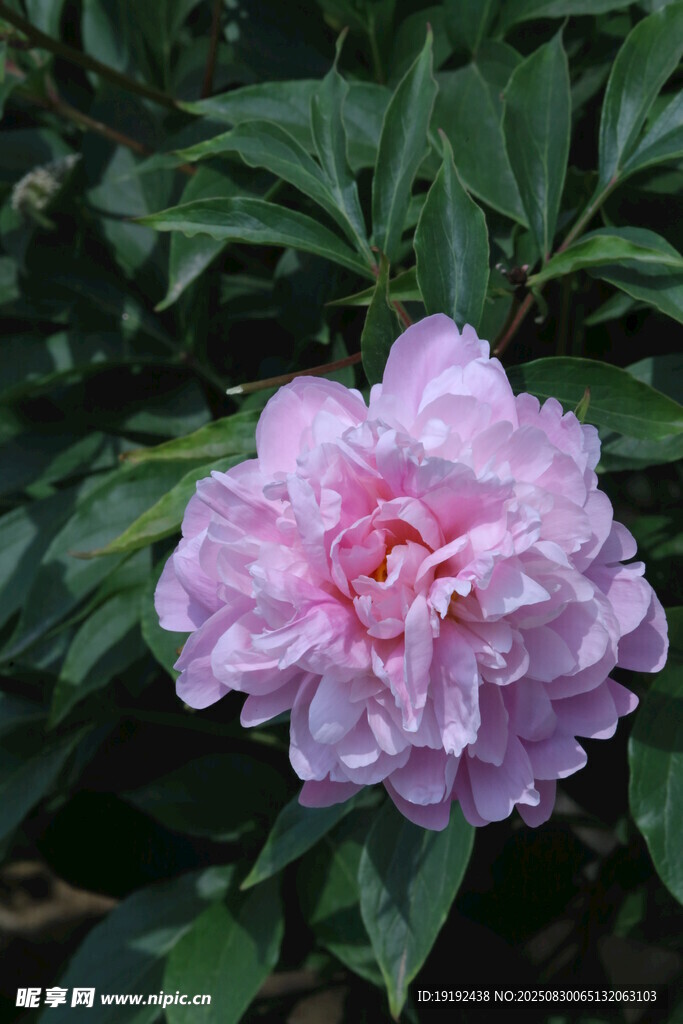 芍药花 