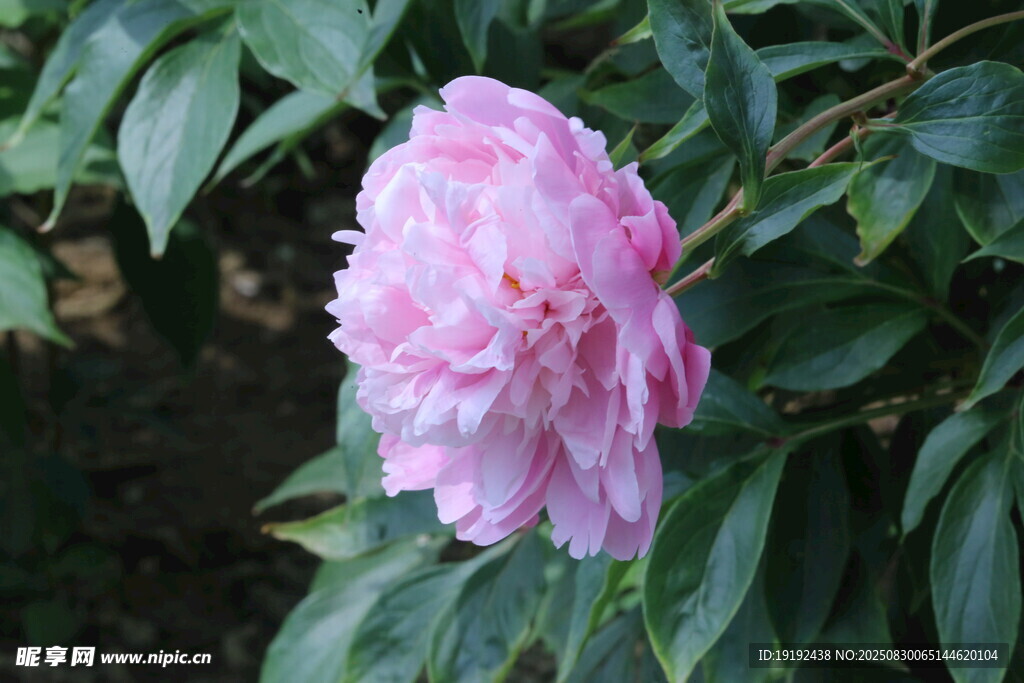 芍药花 
