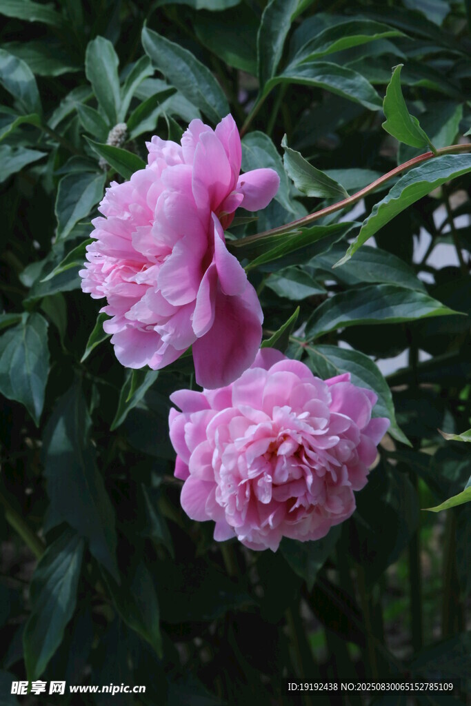 芍药花  
