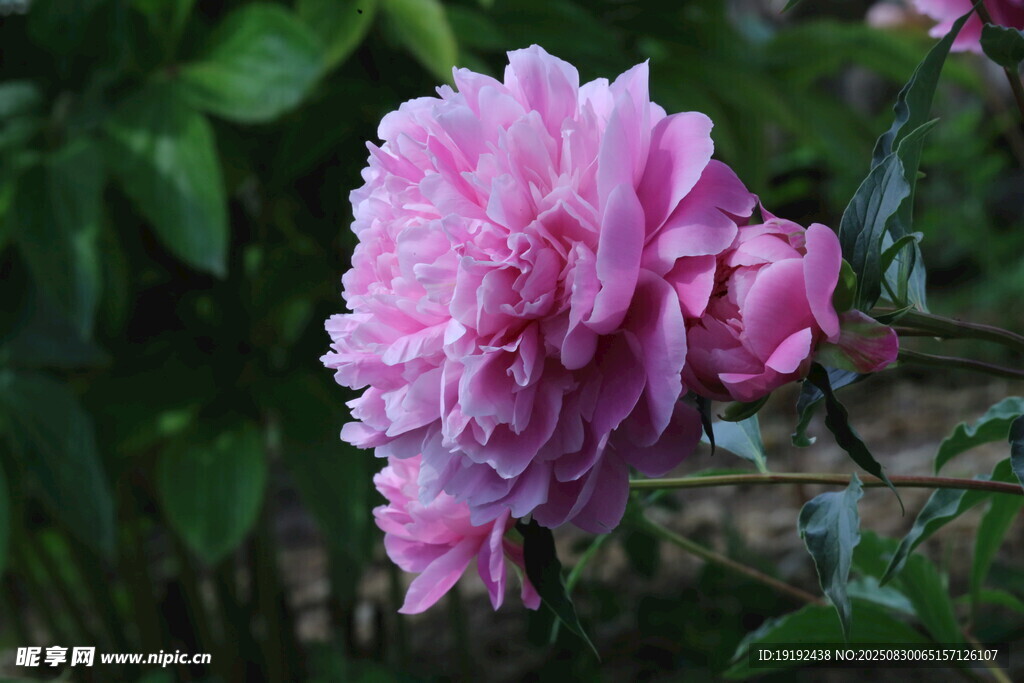 芍药花  