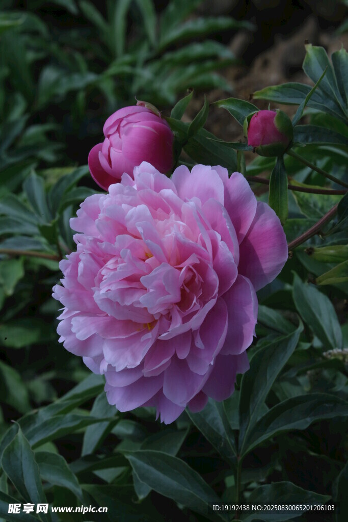 芍药花  