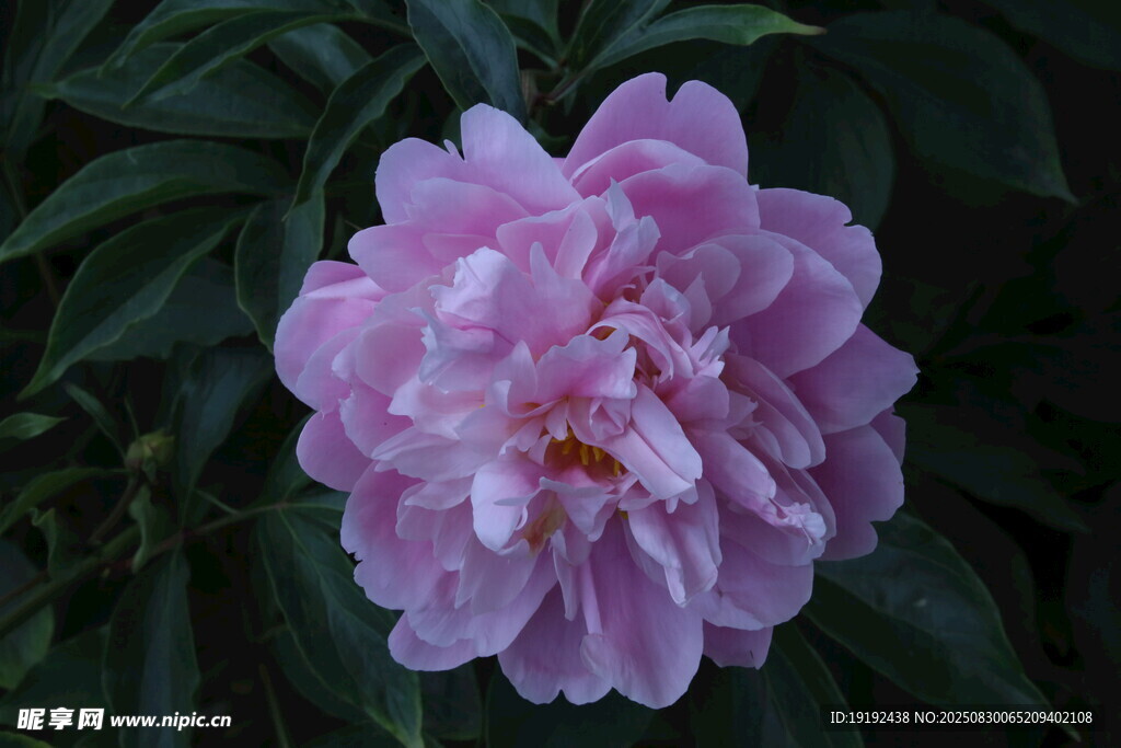 芍药花