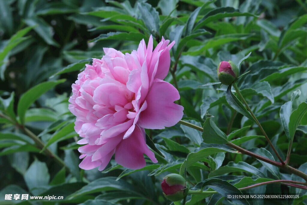 芍药花