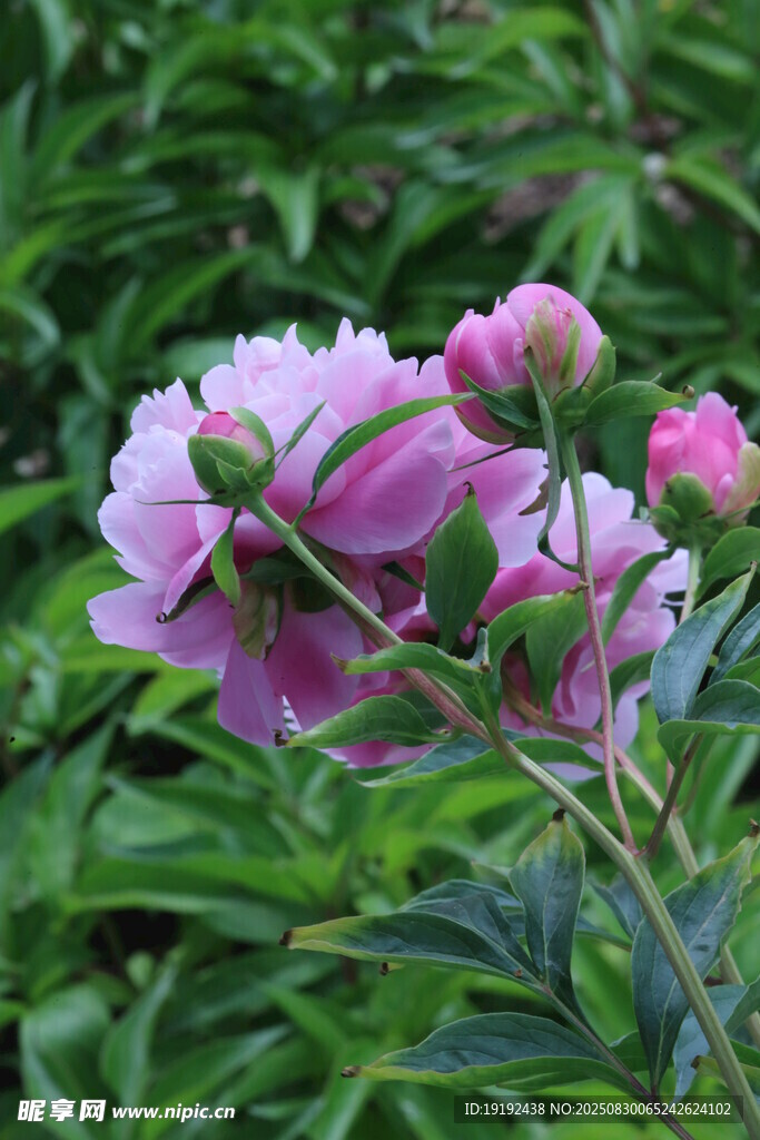 芍药花