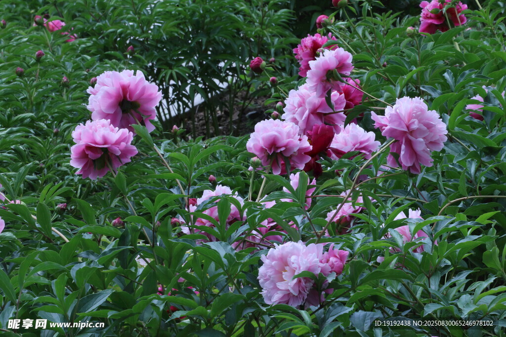 芍药花 
