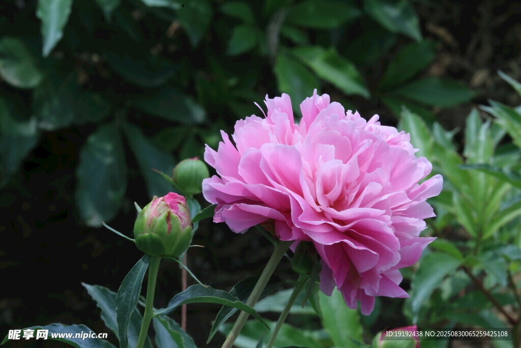芍药花  