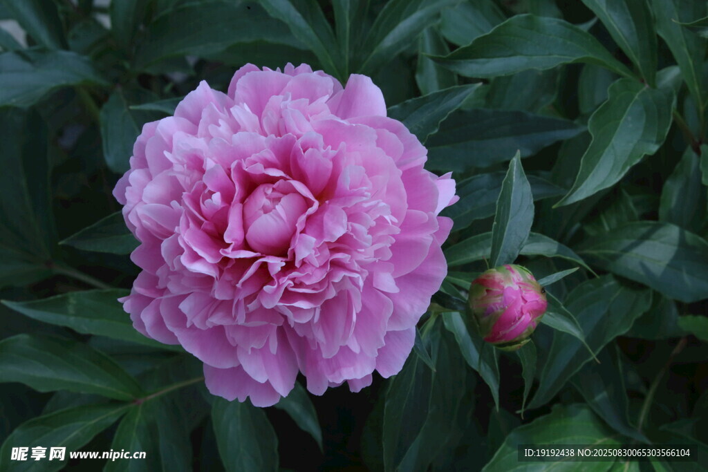 芍药花