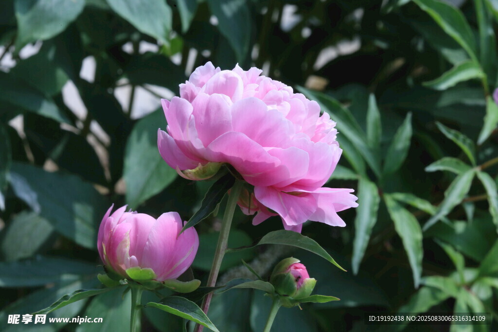 芍药花 