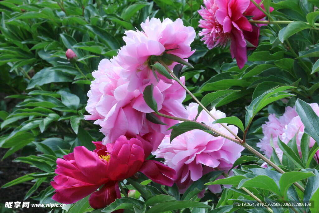 芍药花