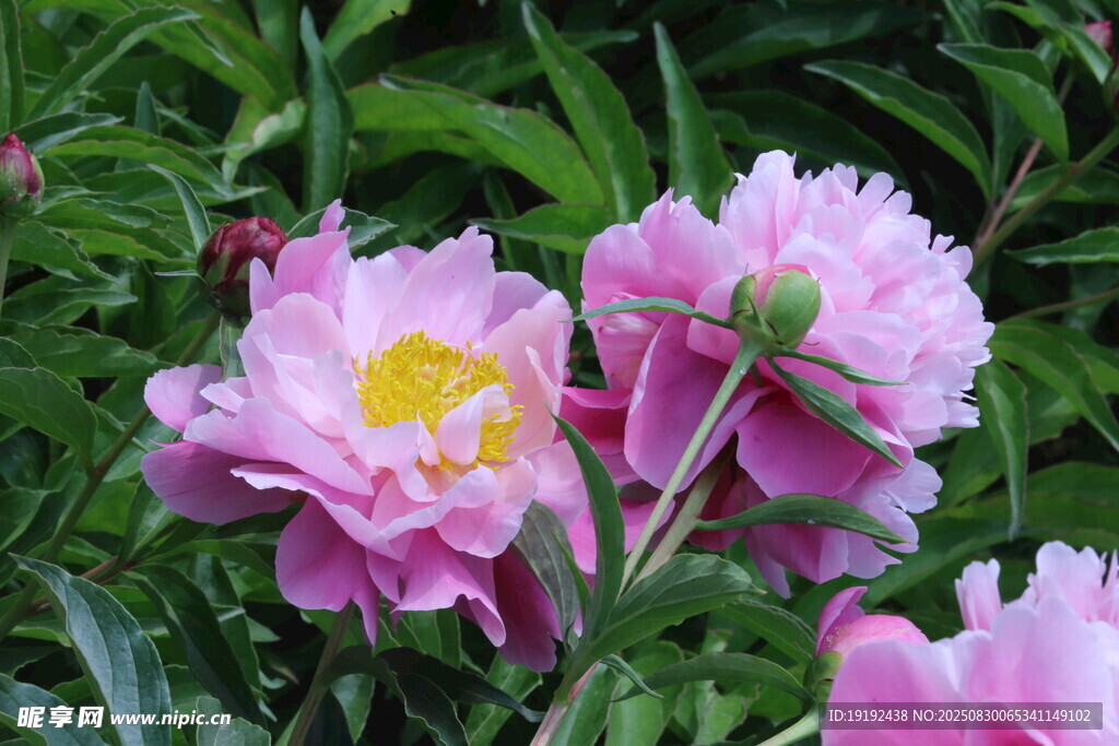芍药花 