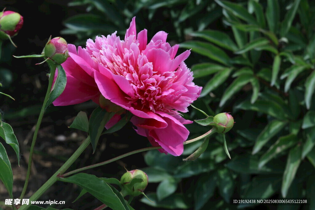 芍药花 