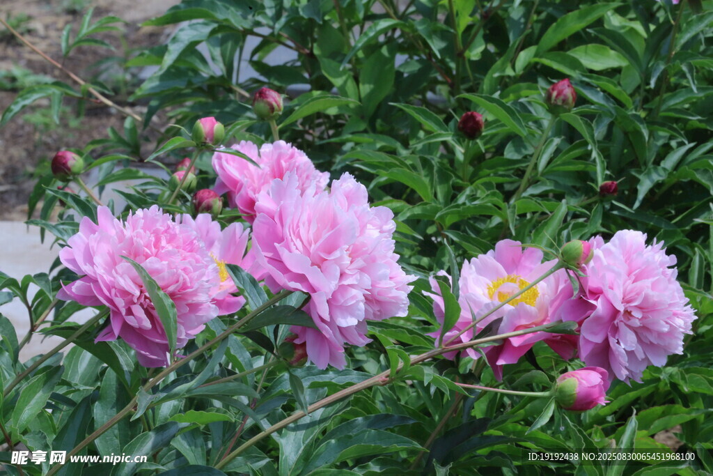 芍药花  