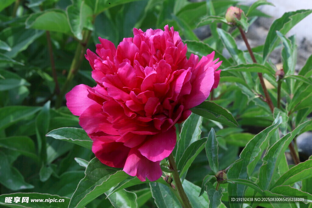 芍药花