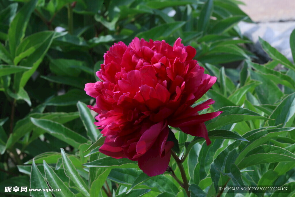 芍药花