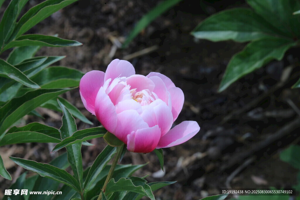 芍药花 