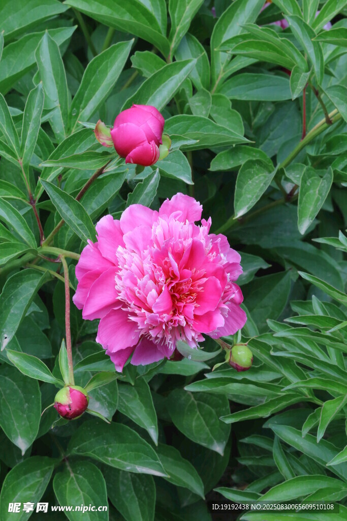 芍药花  