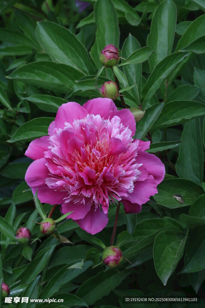 芍药花