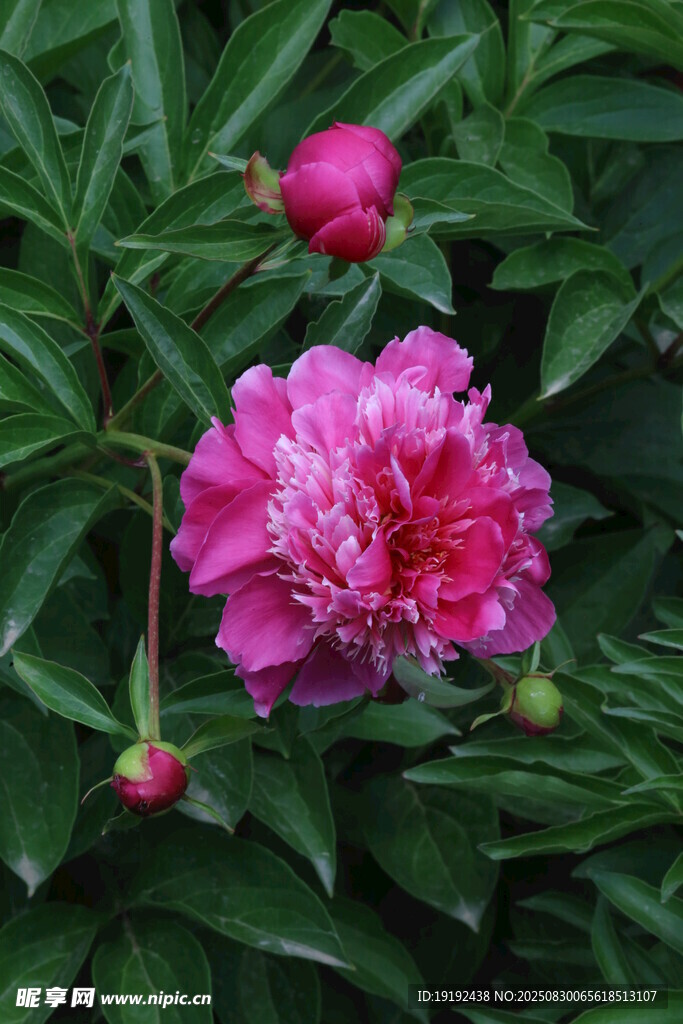 芍药花 