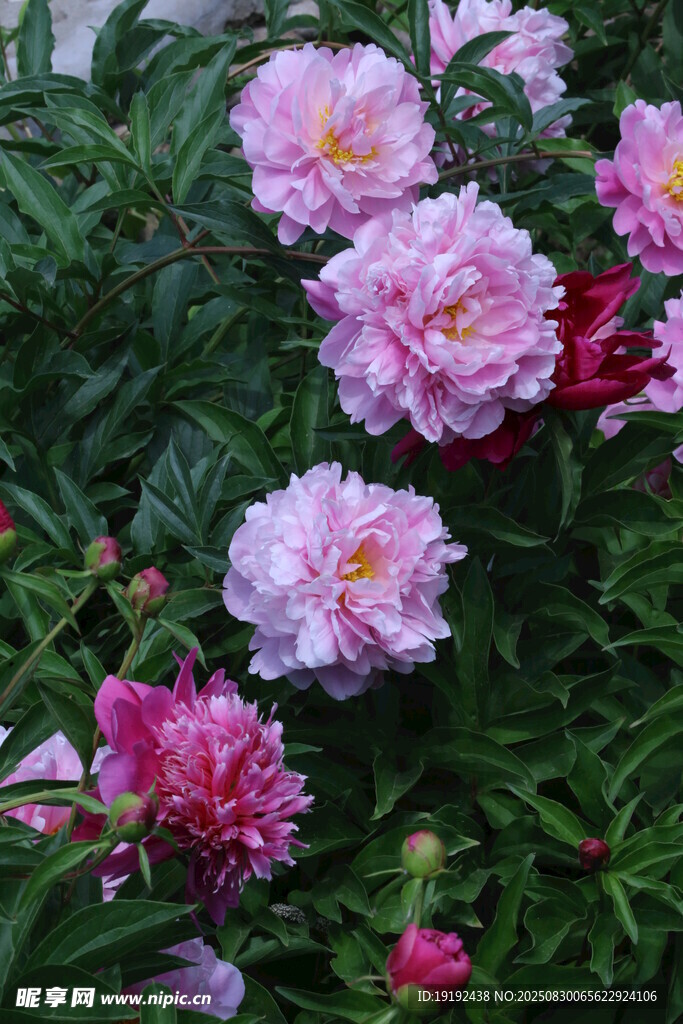 芍药花  
