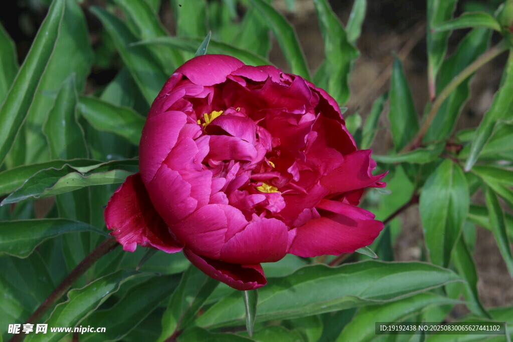 芍药花  