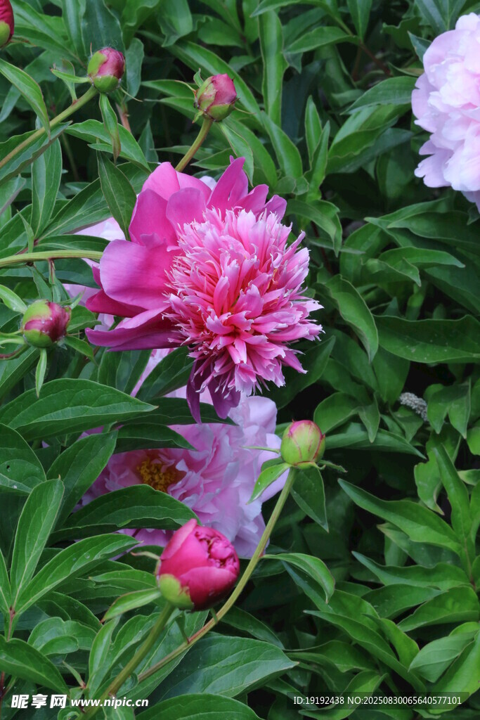 芍药花