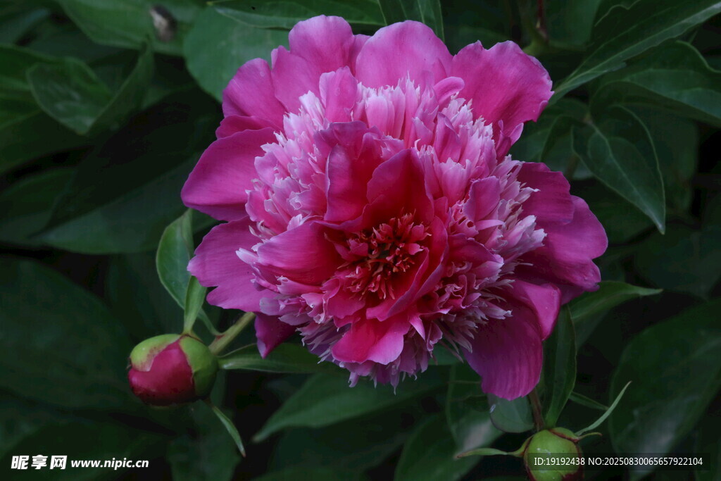 芍药花